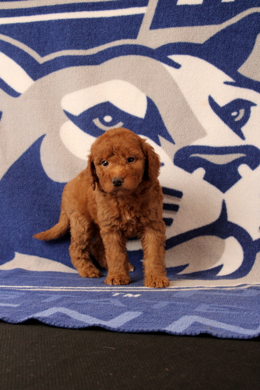 puppy, for, sale, Mini Goldendoodle F1B, Matthew B. Stoltzfus, dog, breeder, Gap, PA, dog-breeder, puppy-for-sale, forsale, nearby, find, puppyfind, locator, puppylocator, aca